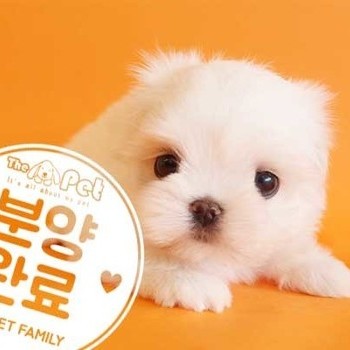 말티즈 ♀ 2.22 분양완료