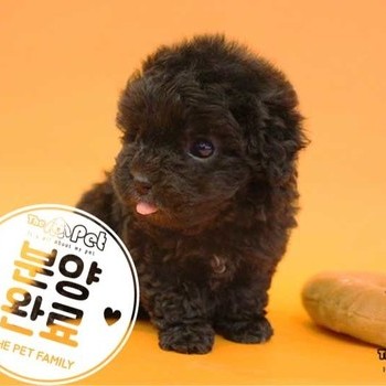 푸들 ♂ 7.15