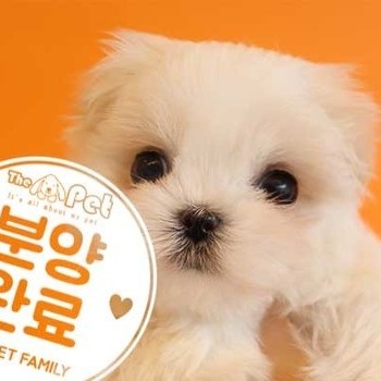 말티즈 ♀ 1.6 분양완료
