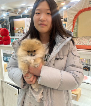 포메라니안 분양후기 [25.3.11]