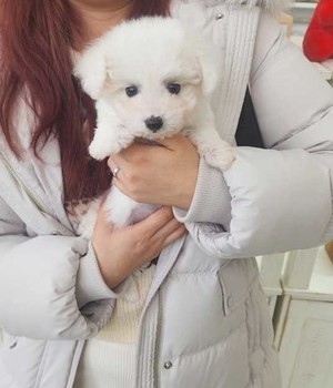 푸들 분양후기 [25.1.16]