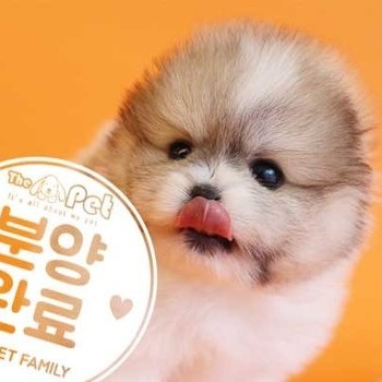 포메라니안 ♂ 11.23 분양완료