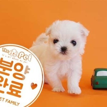 말티즈 ♂ 2.7 분양완료