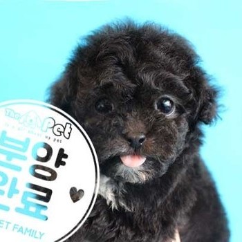 푸들 ♂ 2.14 분양완료
