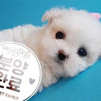  비숑프리제 ♀ 12.13 분양완료