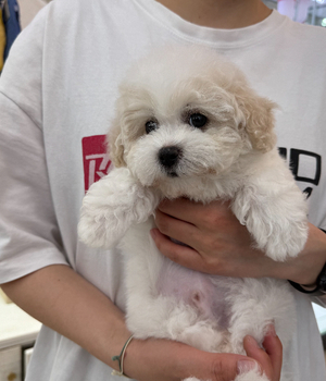 비숑프리제 분양후기[25.4.12]