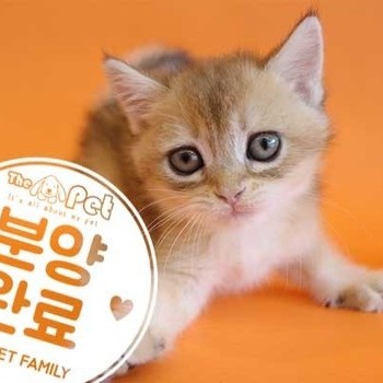 브리티쉬숏헤어 ♀ 4.8 분양완료