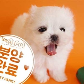  말티즈 ♂ 12.24 분양완료