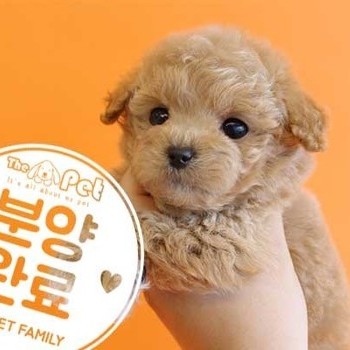 푸들 ♂ 12.2 분양완료