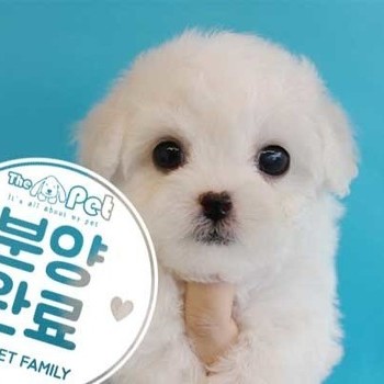 비숑프리제 ♀ 12.18 분양완료