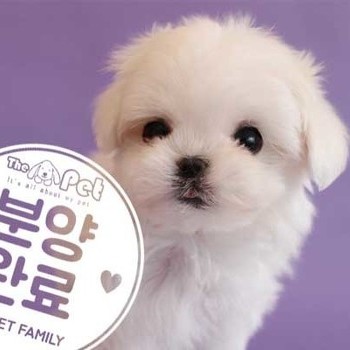  말티즈 ♂ 1.14 분양완료