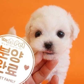 비숑프리제 ♂ 4.5 분양완료
