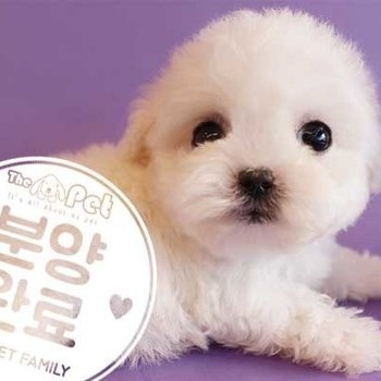 비숑프리제 ♂ 10.30 분양완료