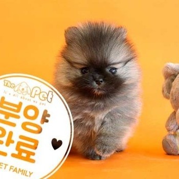 포메라니안 ♀ 6.18 분양완료