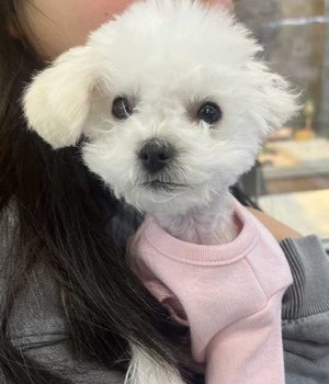 푸들 분양후기 [25.2.9]