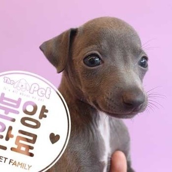 이탈리안그레이하운드 ♂ 5.20 분양완료