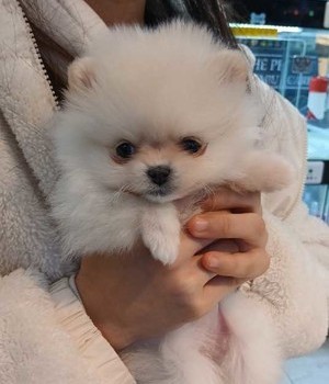 포메라니안 분양후기 [25.1.5]