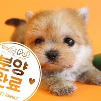 몰키 ♀ 3.6 분양완료