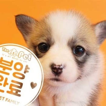 웰시코기 ♀ 11.24 분양완료