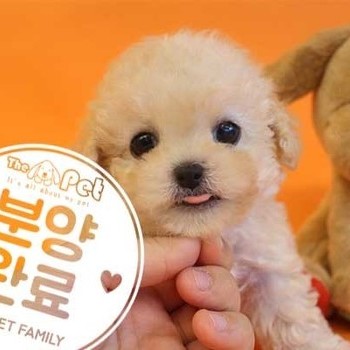 푸들 ♂ 5.11 분양완료