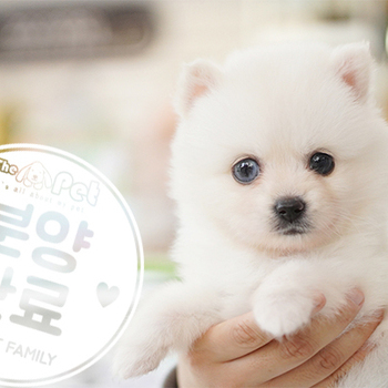 폼스키 공주님 09.29