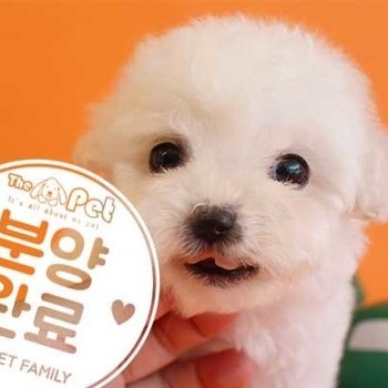 비숑프리제 ♀ 3.12 분양완료