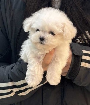 비숑프리제 분양후기 [25.1.11]