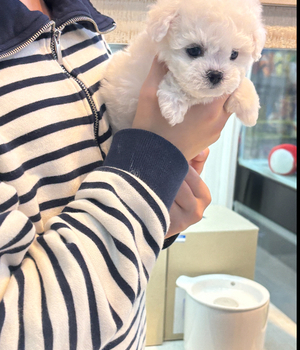 비숑프리제 분양후기 [25.3.15]