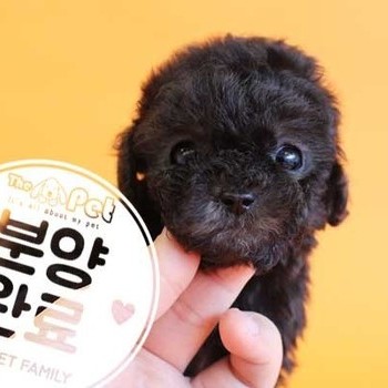 푸들 ♀ 1.9 분양완료