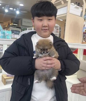 포메라니안 분양후기 [25.2.9]