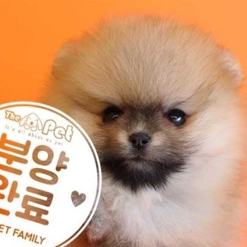 포메라니안 ♀ 11.26 분양완료