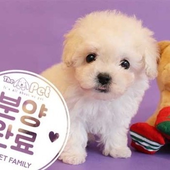 비숑프리제 ♂ 11.1 분양완료