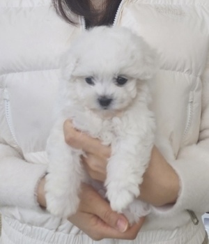 비숑프리제 분양후기 [25.3.29]