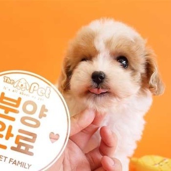 푸들 ♀ 1.22 분양완료