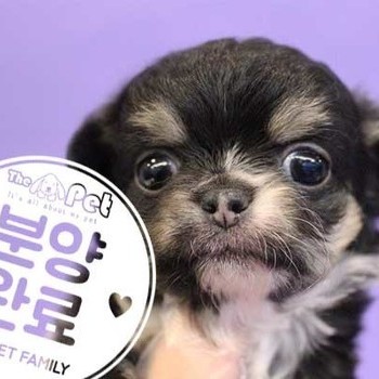 장모치와와 ♂ 9.24 분양완료
