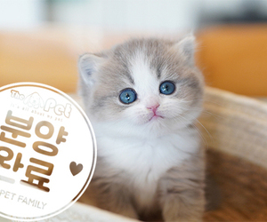 브리티쉬숏헤어 ♂ 9.15
