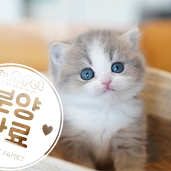 브리티쉬숏헤어 ♂ 9.15