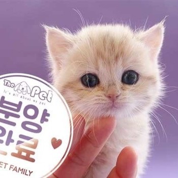 브리티쉬숏헤어 ♀ 1.30 분양완료