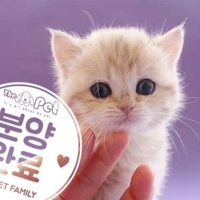 브리티쉬숏헤어 ♀ 1.30 분양완료