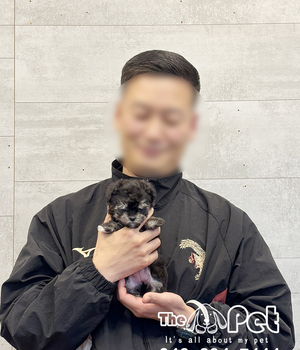 말티푸 분양후기(25.11.21)