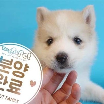  폼스키 ♂ 2.10 분양완료