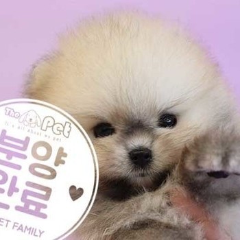  포메라니안 ♀ 6.4 분양완료