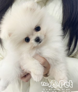 포메라니안 분양후기(25.12.19)