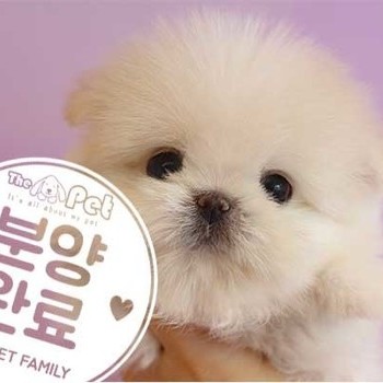 말티폼 ♀ 6.12 분양완료