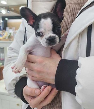 불독 분양후기 [25.1.14]