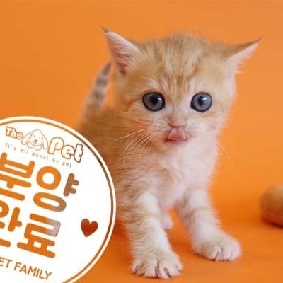 브리티쉬숏헤어 ♂ 11.25 분양완료
