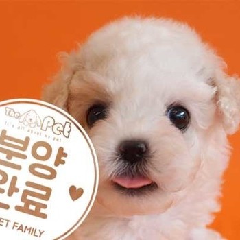 비숑프리제 ♂ 2.24 분양완료