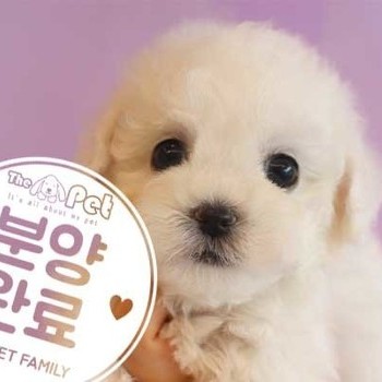 비숑프리제 ♀ 6.11 분양완료
