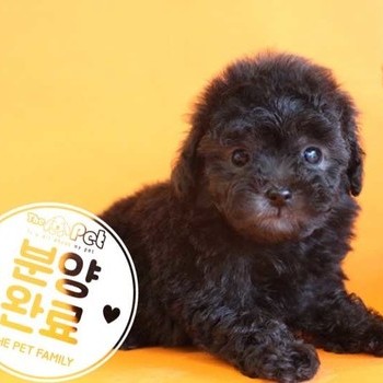 푸들 ♀ 7.1