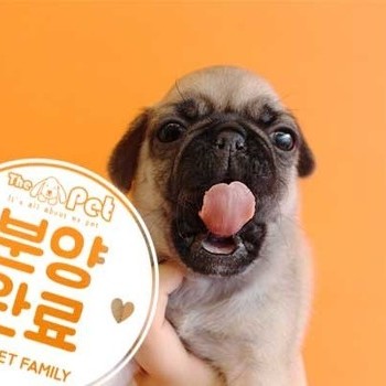 퍼그 ♂ 12.1 분양완료